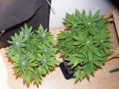 Sour Blueberry 1 12/12 + 25 / #3 (skunk#1) 12/12 + 21 (pots 3.4L)