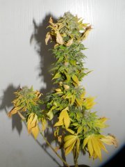 Crtitical kush 3 12/12+ 74