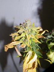 DSCF1724.JPG