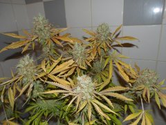 BlueberrySkunk#2