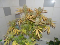 BlueberrySkunk#2