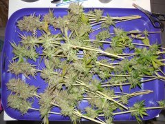 BlueberrySkunk#2