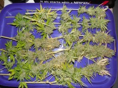 BlueberrySkunk#1