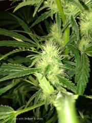 IMG-20180515-WA0017.jpg