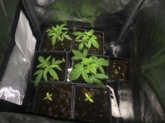 Critical Kush, Critical Cheese et Speed Boom Auto