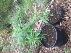 OG Kush et INCONNU avant palissage