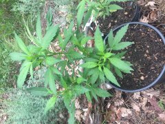 OG Kush pot de 11L