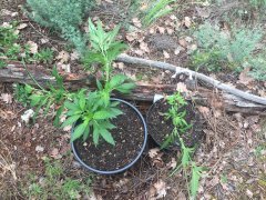 OG Kush et INCONNU pallissé