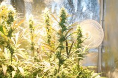 Swiss Dream CBD (Fem)