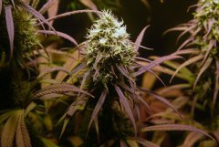 Swiss Dream 0,22% thc Flo+50