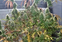 Swiss Dream CBD Floraison +54