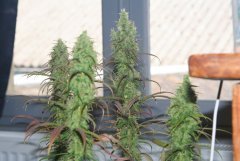 Swiss Dream CBD Floraison +54