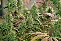 Swiss Dream CBD Floraison +54