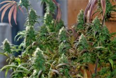 Swiss Dream CBD Floraison +54
