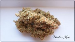 Master-kush
