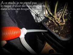 MAJ15