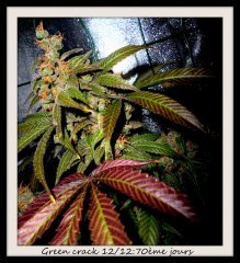 green crack flo+70.JPG