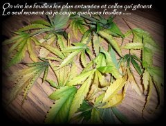 MAJ trichomes.jpg