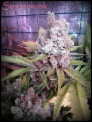 MAJ trichomes.jpg