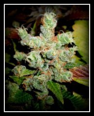 MAJ trichomes.jpg
