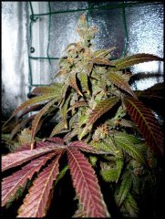 MAJ trichomes.jpg