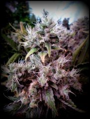 MAJ trichomes.jpg