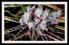 MAJ trichomes.jpg