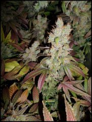 MAJ trichomes.jpg