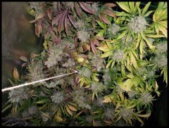 MAJ trichomes.jpg