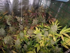 MAJ trichomes.jpg