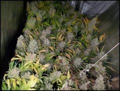 MAJ trichomes.jpg