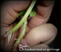 MAJ trichomes.jpg