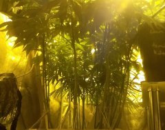Sous le feuillages