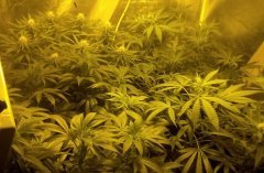 Box 400w