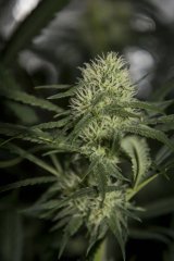 RIPPER HAZE FLO+39