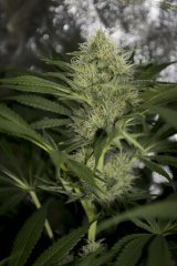 VANILLAKUSH FLO+39