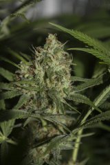 VANILLA KUSH FLO+53