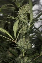 RIPPER HAZE FLO+53