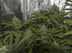 VANILLA KUSH FLO+53
