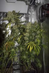 Ripper Haze FLO+66