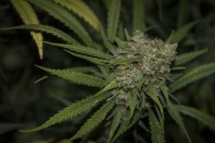 Ripper Haze FLO+66