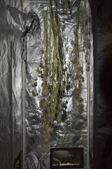 Vanilla Kush Sechage