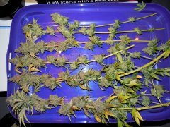 Strawglue#2Full