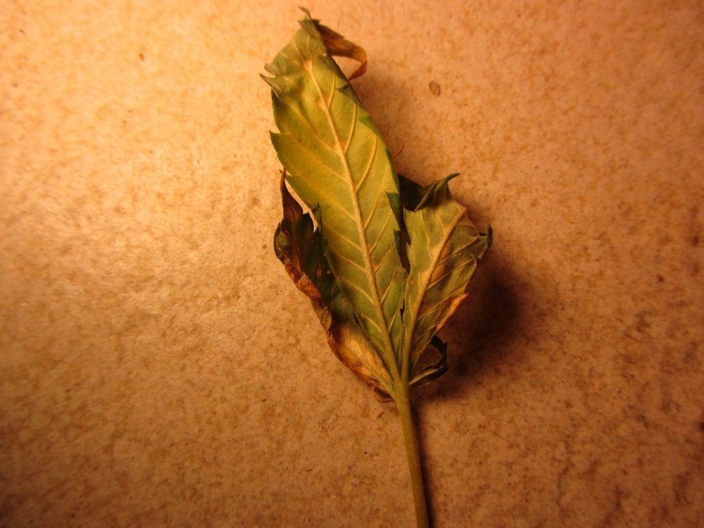 02.thumb.jpg.c1583642cccc8da57fddfba943ec362a.jpg