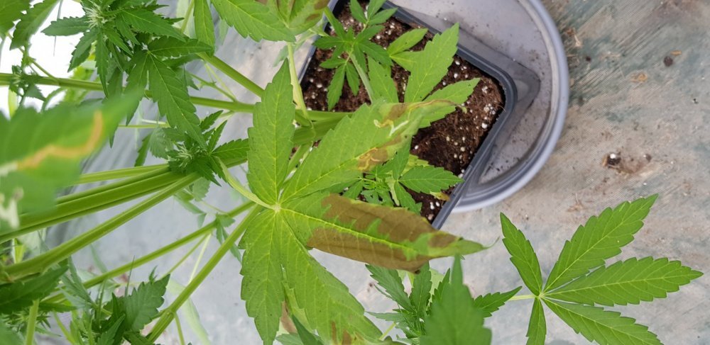20180607_090433.jpg