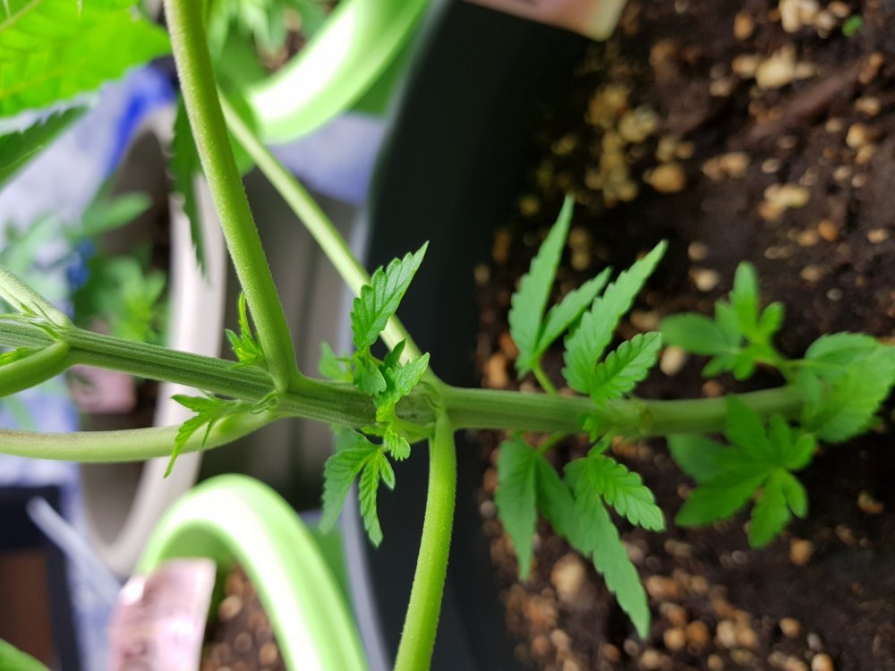 20180610_131738.jpg