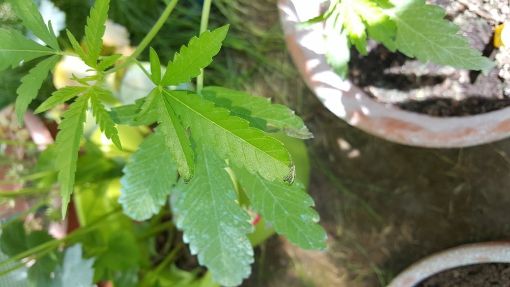 20180615_132823.thumb.jpg.46138b6f884d48595c77be10631a960d.jpg
