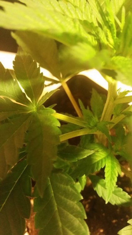 20180621_204318.jpg