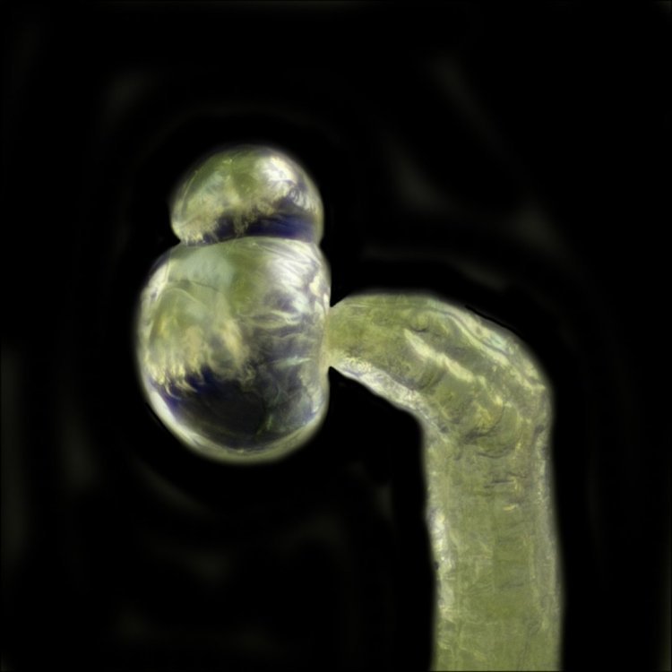 st6 164 crop cw.jpg