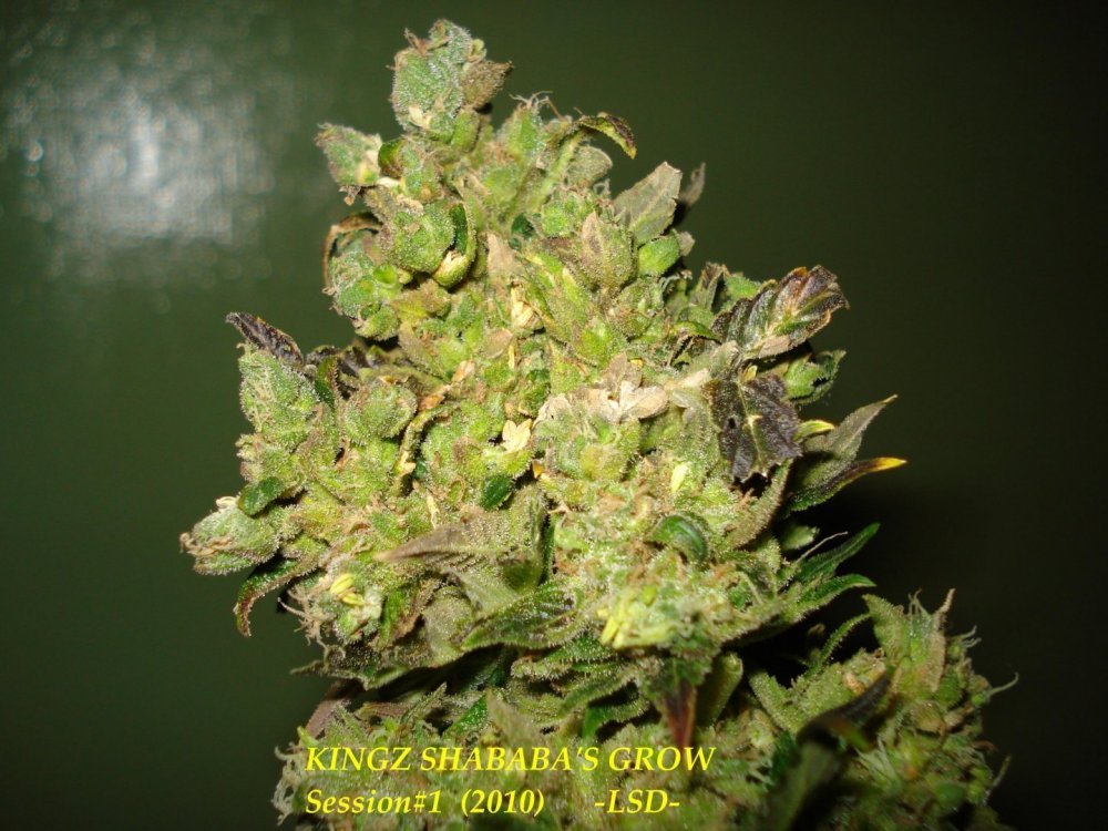 5b1bb5deefae7_03_04.2010LSDFlo.69jrs.thumb.JPG.f45b941a1aa2040ac59b9301c4c7926e.JPG